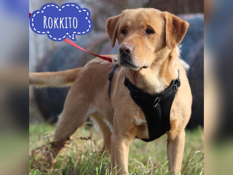 Rokkito ein feiner Bub