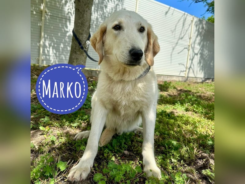 Marko sehnt sich nach einer Familie