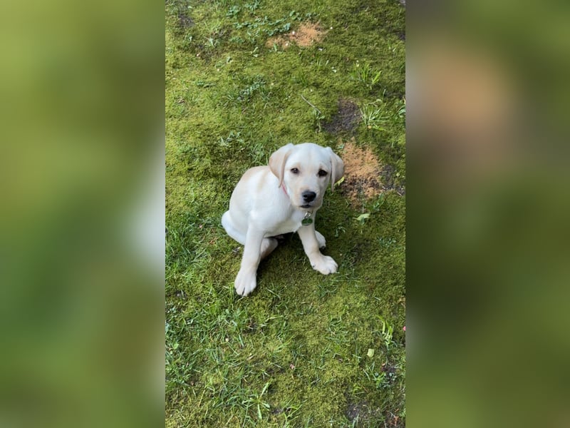 Welpe 12 Wochen Labrador