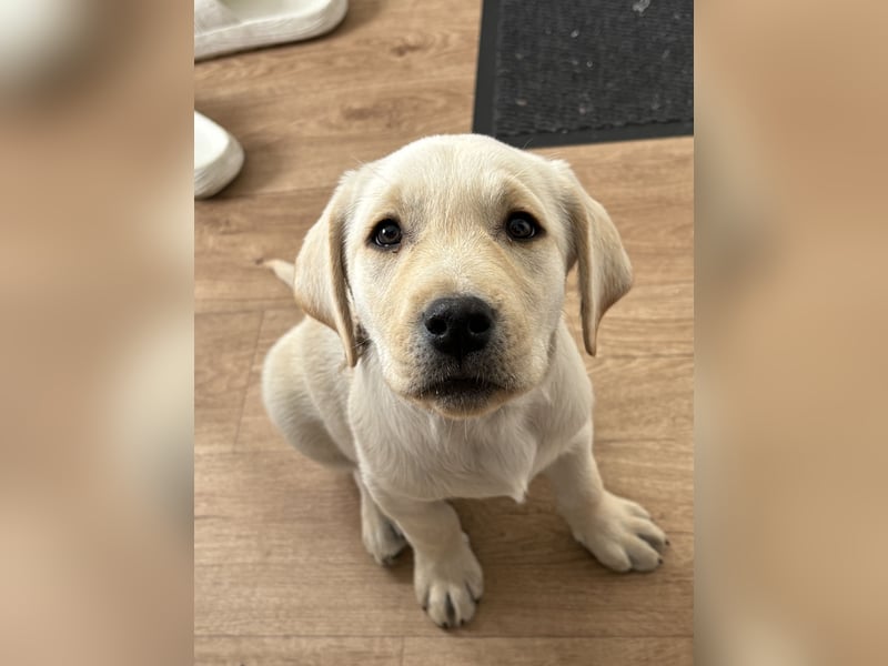Welpe 12 Wochen Labrador