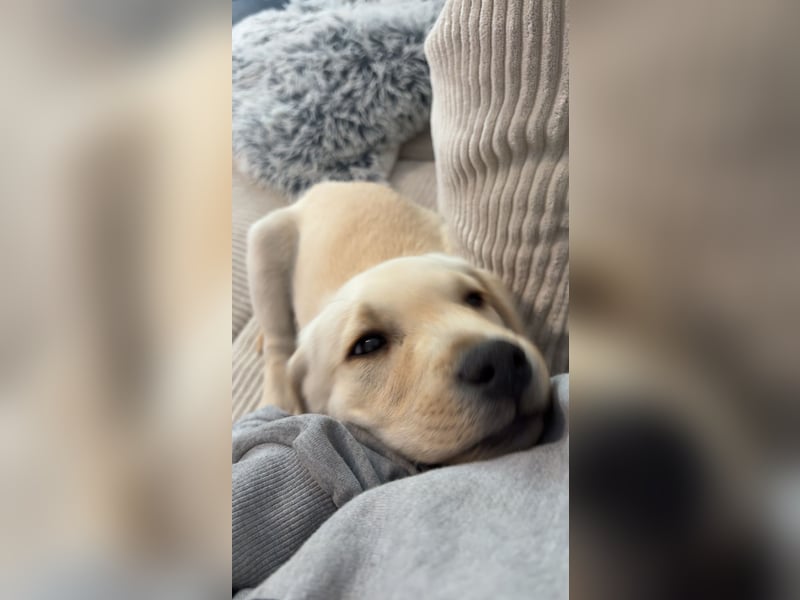 Welpe 12 Wochen Labrador