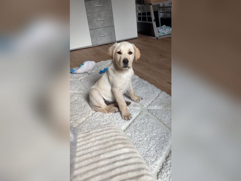 Welpe 12 Wochen Labrador