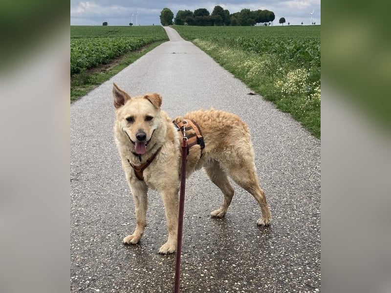 Anton ❤️Pflegefamilie 41812 Erkelenz