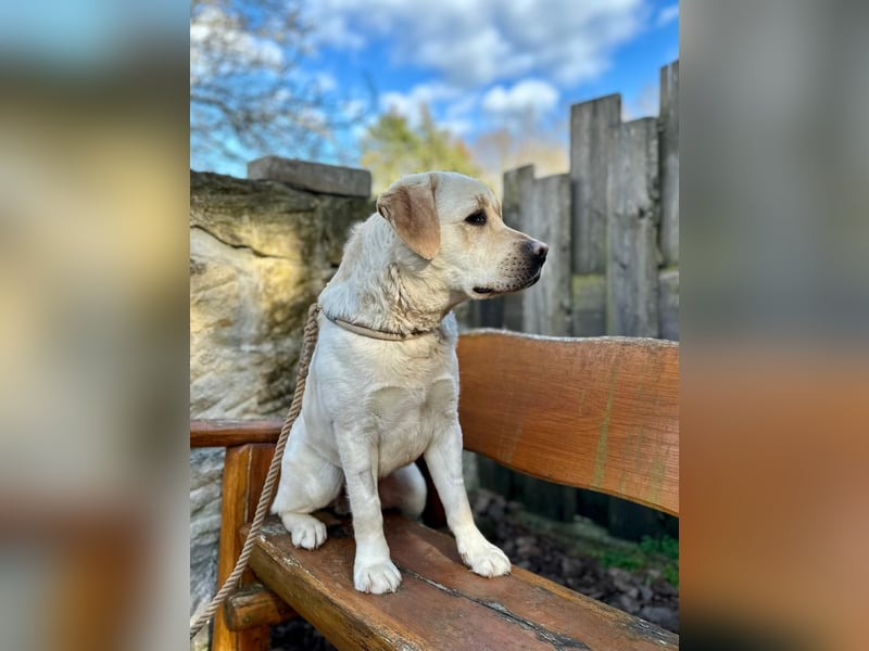 Labrador Rüde 2 Jahre