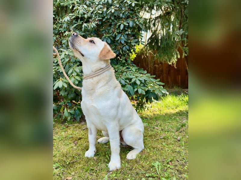 Labrador Rüde 2 Jahre
