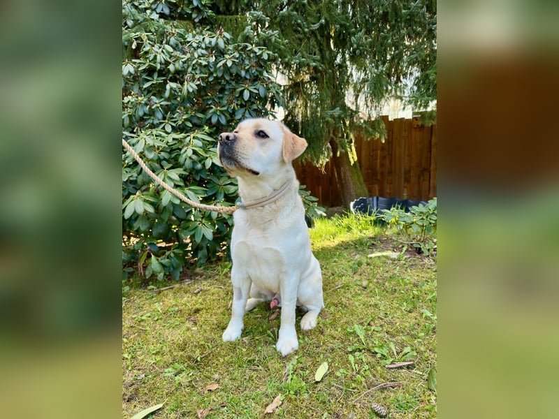 Labrador Rüde 2 Jahre