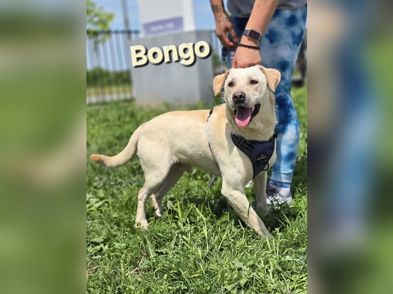 ❤️ Bongo