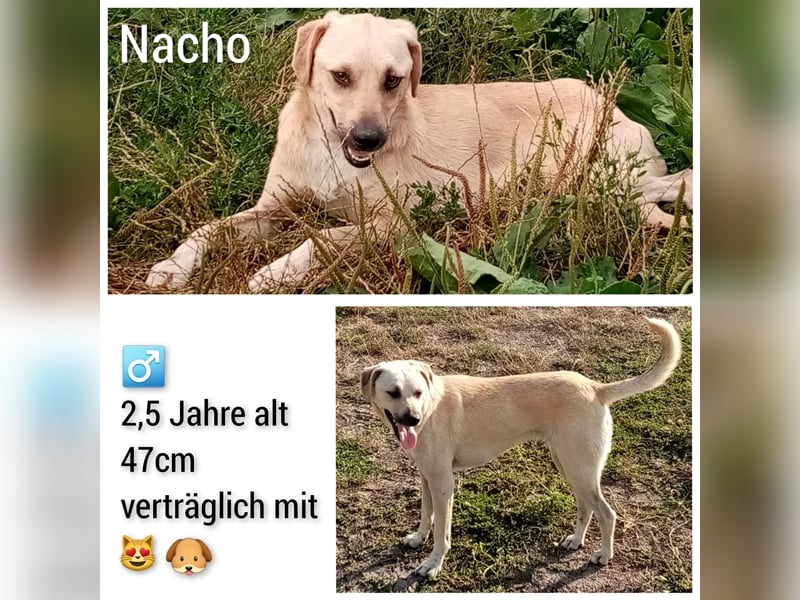 Rüde Nacho würde Rumänien sooo gerne verlassen