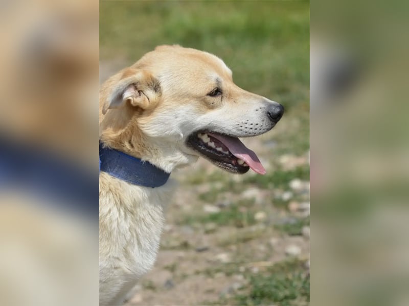 „Ares“, aktiver und bewegungsfreudiger Rüde, anfangs noch etwas zurückhaltend, taut aber schnell auf