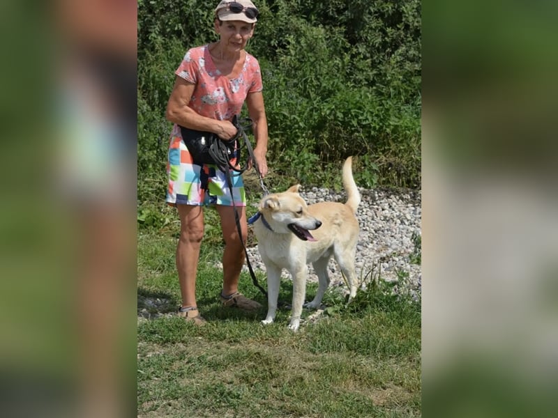 „Ares“, aktiver und bewegungsfreudiger Rüde, anfangs noch etwas zurückhaltend, taut aber schnell auf