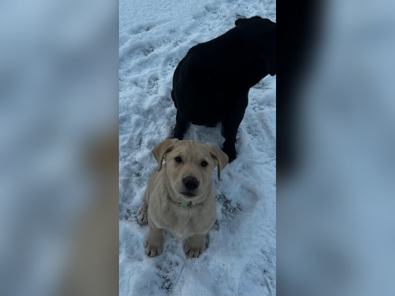 2 Labrador-Rüden