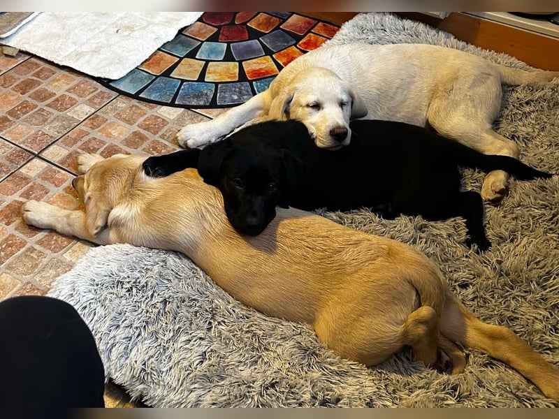 2 Labrador-Rüden