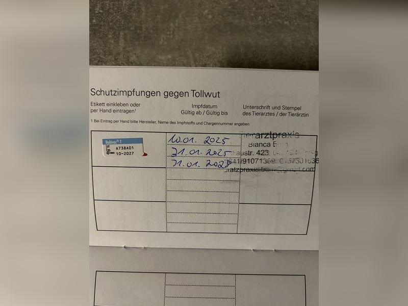 2 Labrador-Rüden