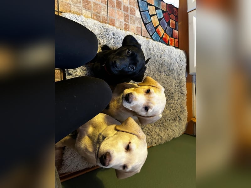 2 Labrador-Rüden