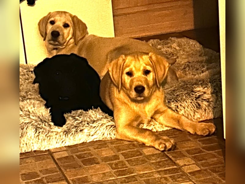 2 Labrador-Rüden