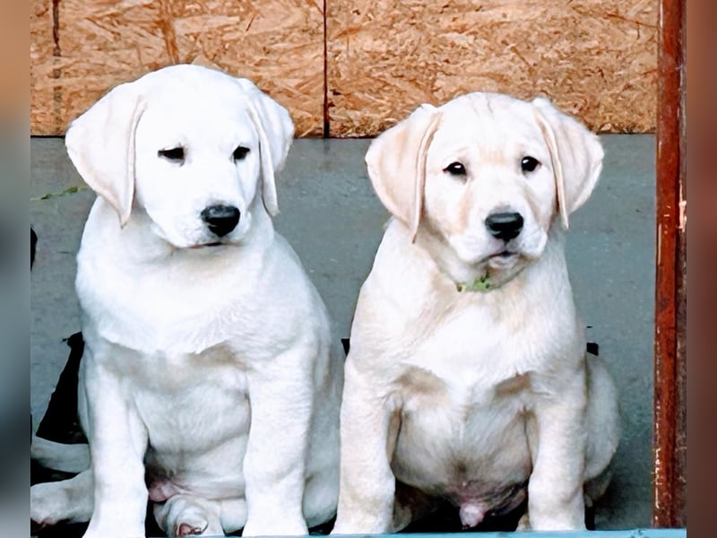 2 Labrador-Rüden