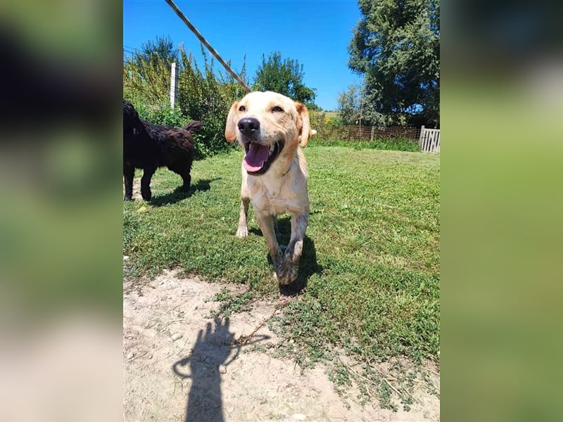 Kimba sucht ein Zuhause