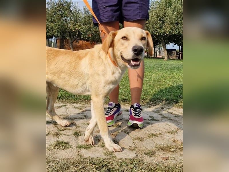 Kimba sucht ein Zuhause