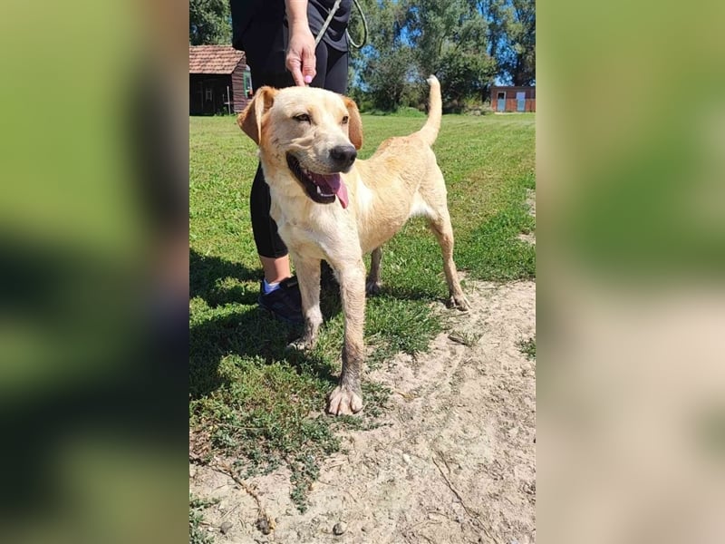 Kimba sucht ein Zuhause
