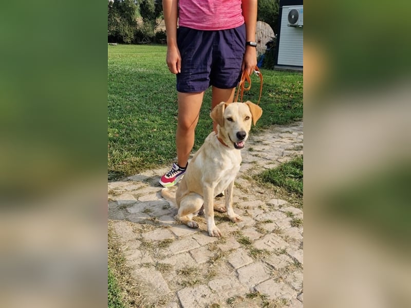 Kimba sucht ein Zuhause