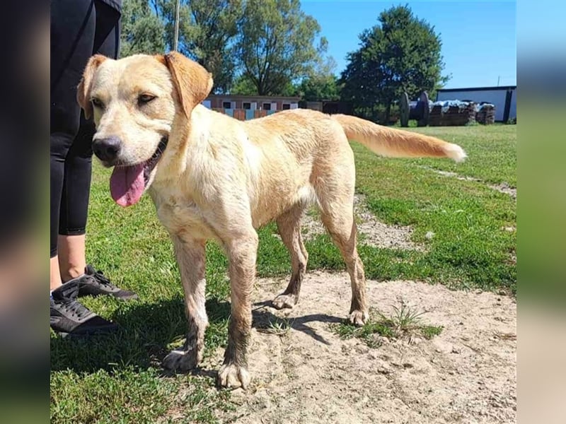 Kimba sucht ein Zuhause
