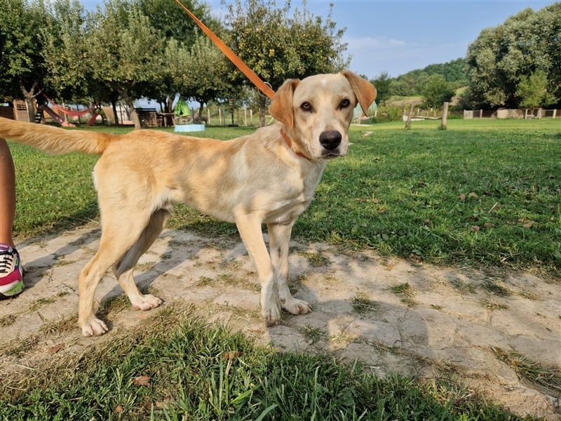 Kimba sucht ein Zuhause