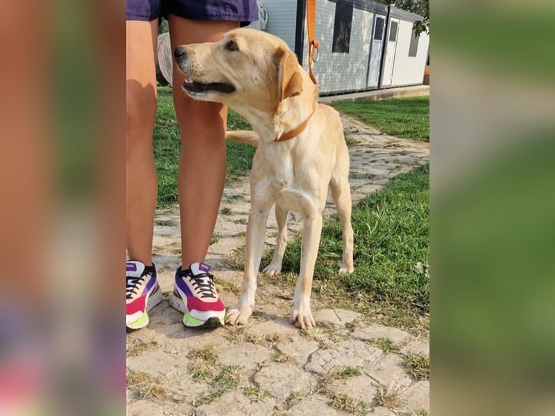 Kimba sucht ein Zuhause