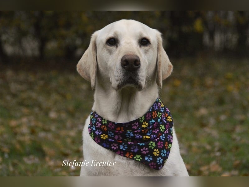 Tayler (Labrador)