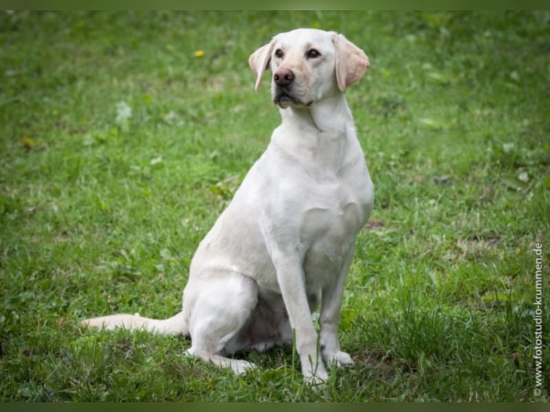 Tayler (Labrador)