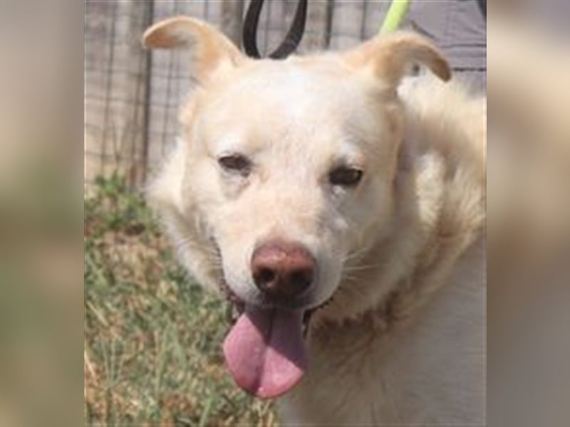 Rocky, Labrador-Mix, lieb und verträglich 