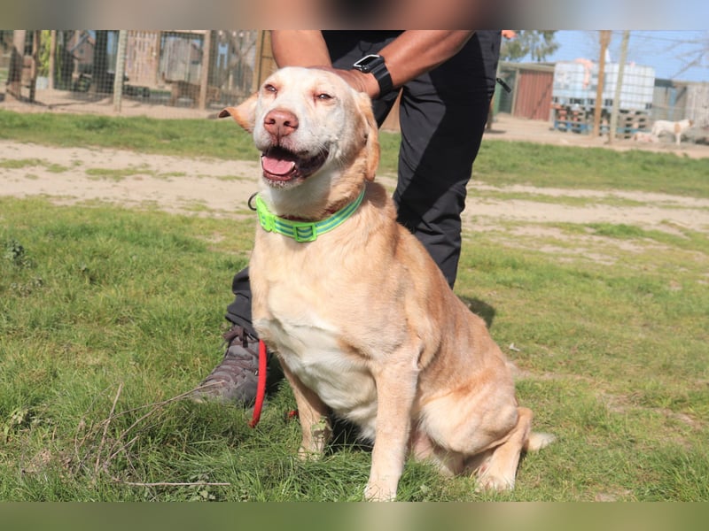 Hulk, Labrador-Mix, lieb und verträglich