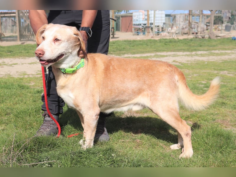Hulk, Labrador-Mix, lieb und verträglich