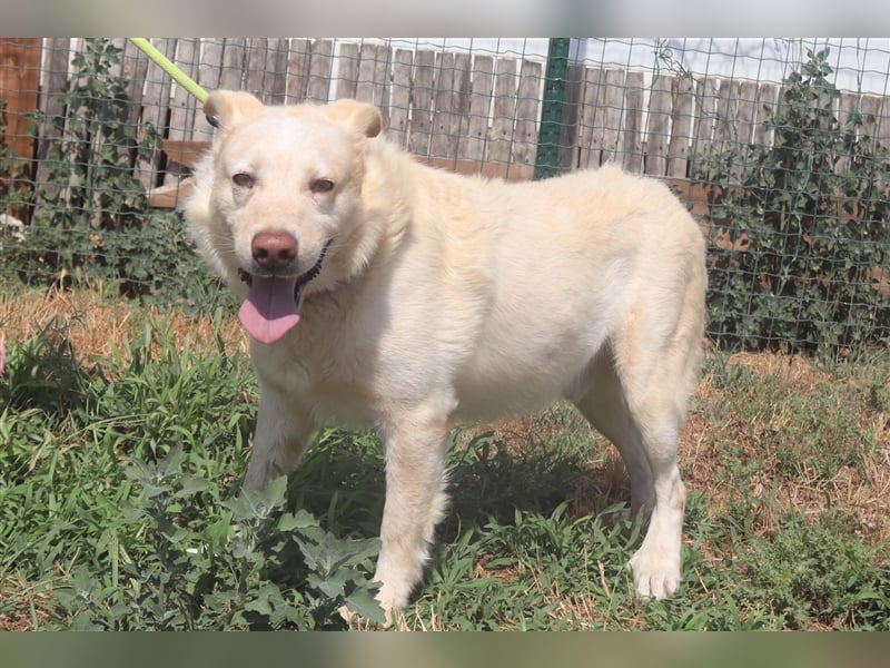 Rocky, Labrador-Mix, lieb und verträglich 