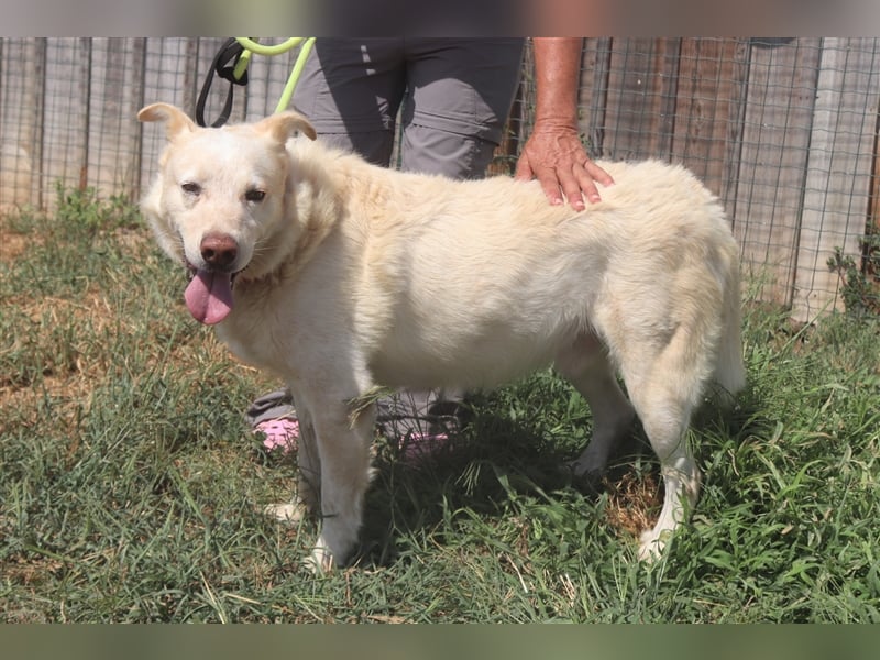 Rocky, Labrador-Mix, lieb und verträglich 