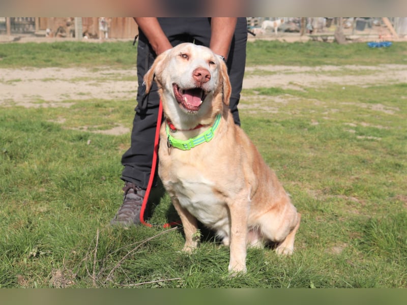 Hulk, Labrador-Mix, lieb und verträglich