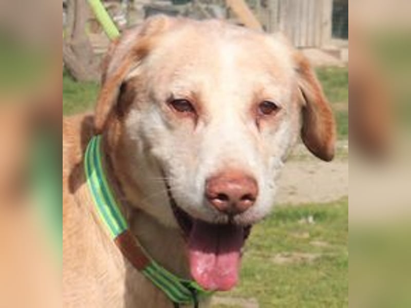 Hulk, Labrador-Mix, lieb und verträglich