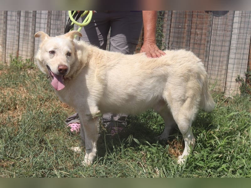 Rocky, Labrador-Mix, lieb und verträglich 