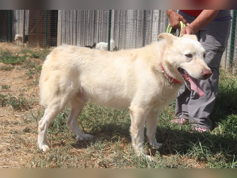 Rocky, Labrador-Mix, lieb und verträglich 