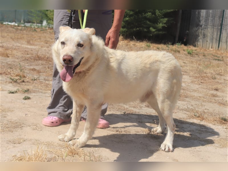 Rocky, Labrador-Mix, lieb und verträglich 