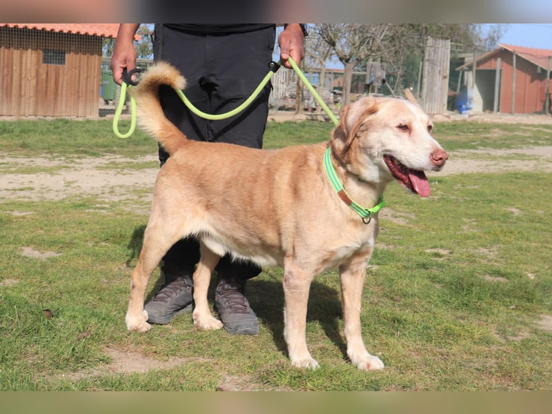Hulk, Labrador-Mix, lieb und verträglich