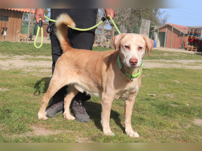 Hulk, Labrador-Mix, lieb und verträglich