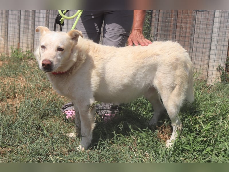 Rocky, Labrador-Mix, lieb und verträglich 
