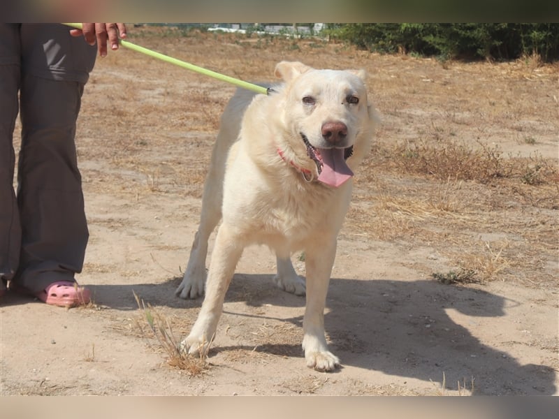 Rocky, Labrador-Mix, lieb und verträglich 