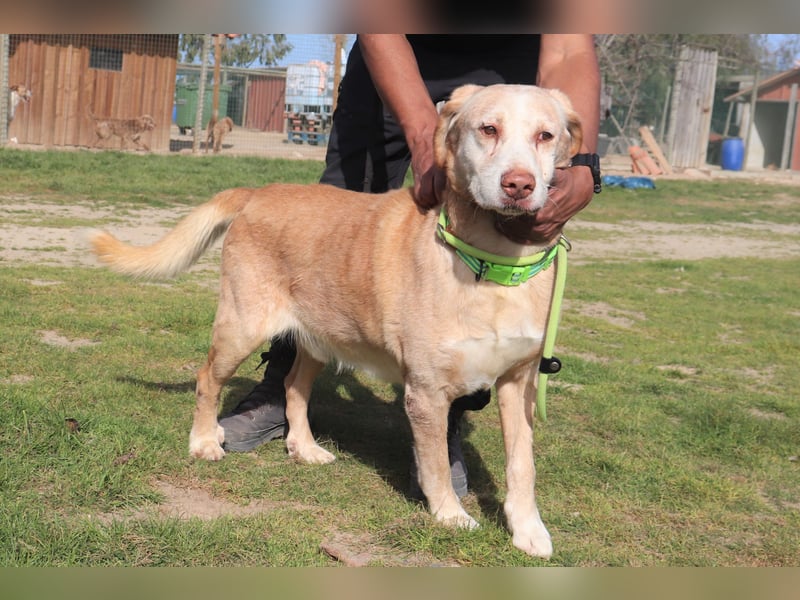 Hulk, Labrador-Mix, lieb und verträglich