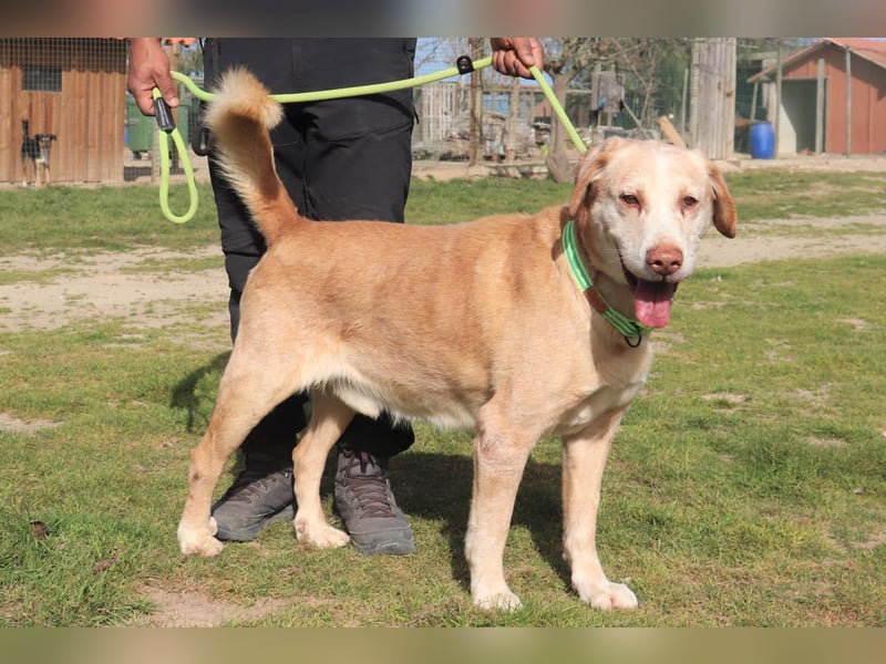 Hulk, Labrador-Mix, lieb und verträglich