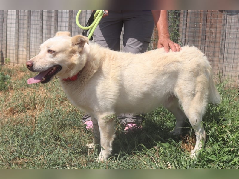 Rocky, Labrador-Mix, lieb und verträglich 
