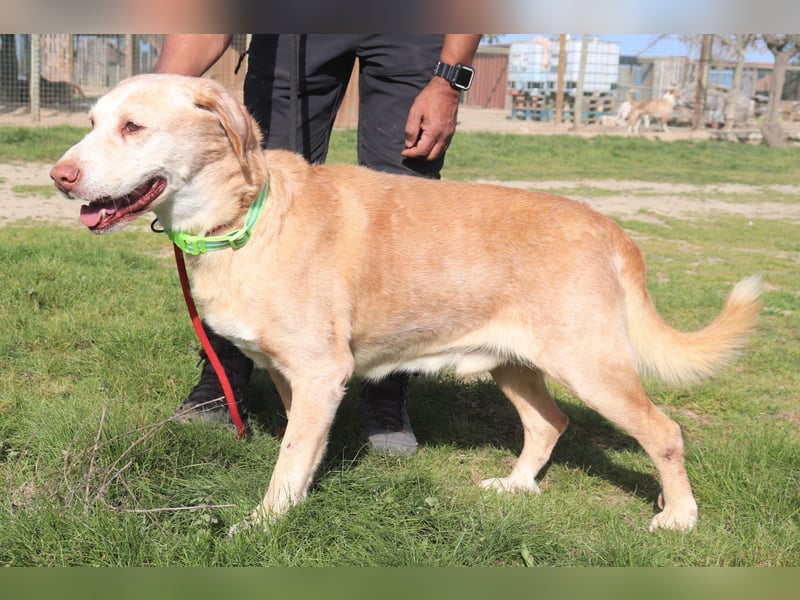Hulk, Labrador-Mix, lieb und verträglich