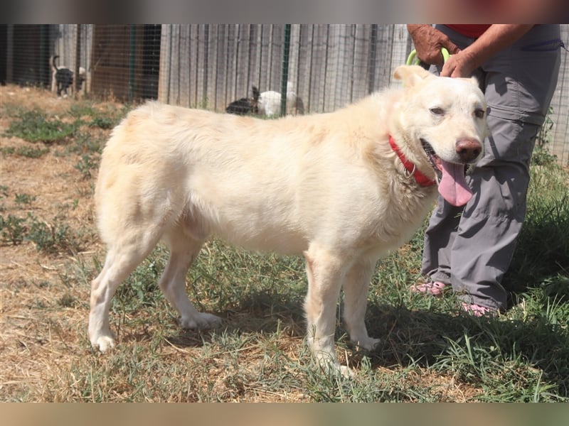 Rocky, Labrador-Mix, lieb und verträglich 