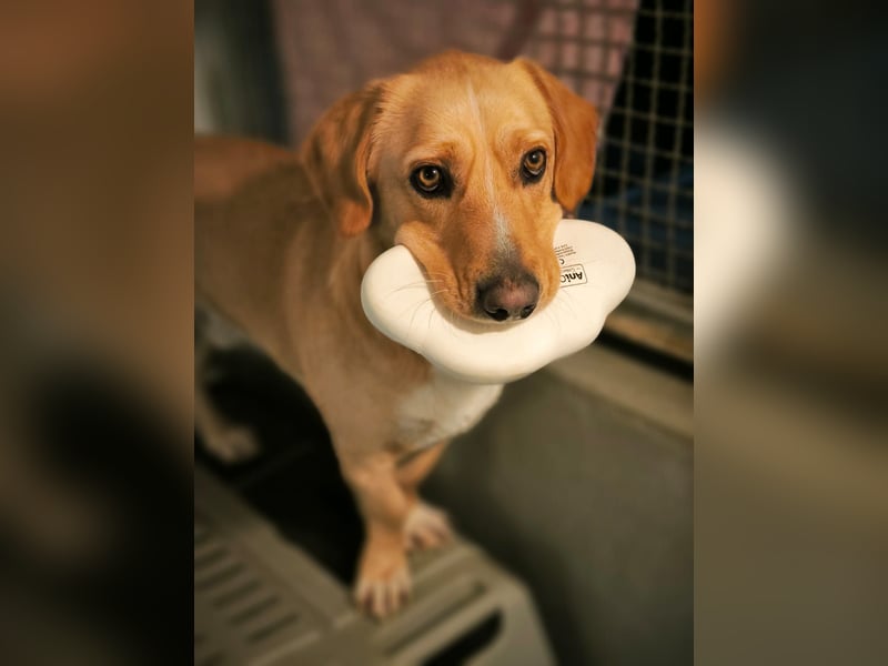 Oli sucht ein neues Zuhause