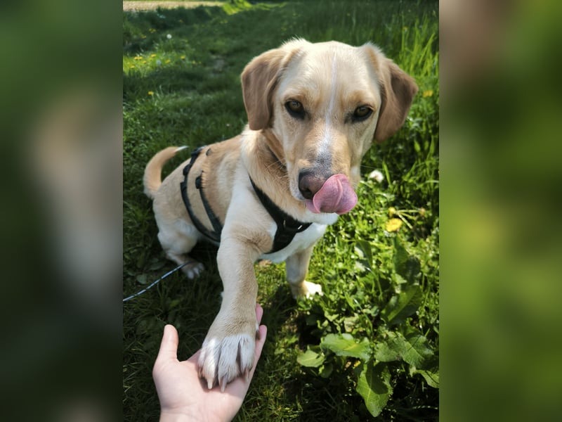 Oli sucht ein neues Zuhause